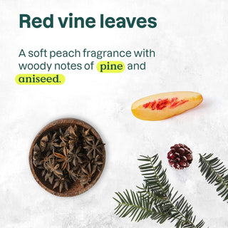 Bundle of ATTITUDE Plastic-Free Deodorant